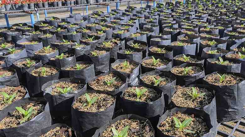 How To Use Garden Grow Bag