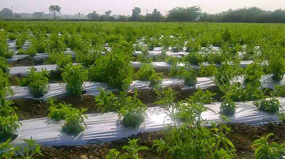 Importance Of Mulching In Organic Farming