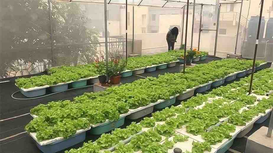 Advantages Of Vertical Rooftop Farming