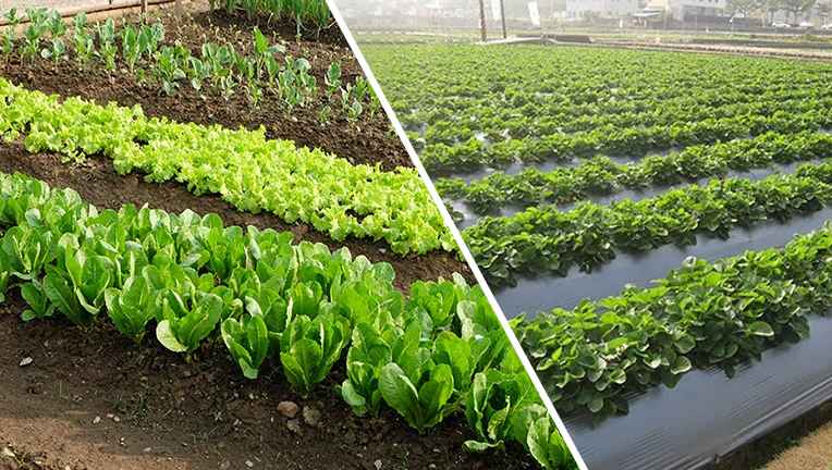 Difference Between Organic Farming and Sustainable Agriculture